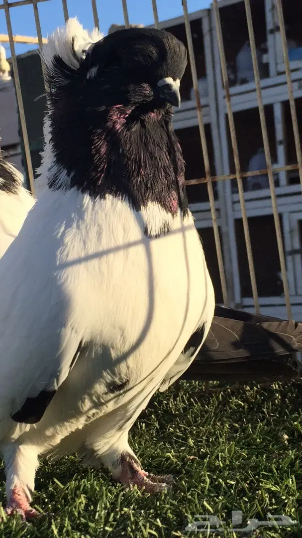 ((جوز سوداني((امريكي )) (image 9)