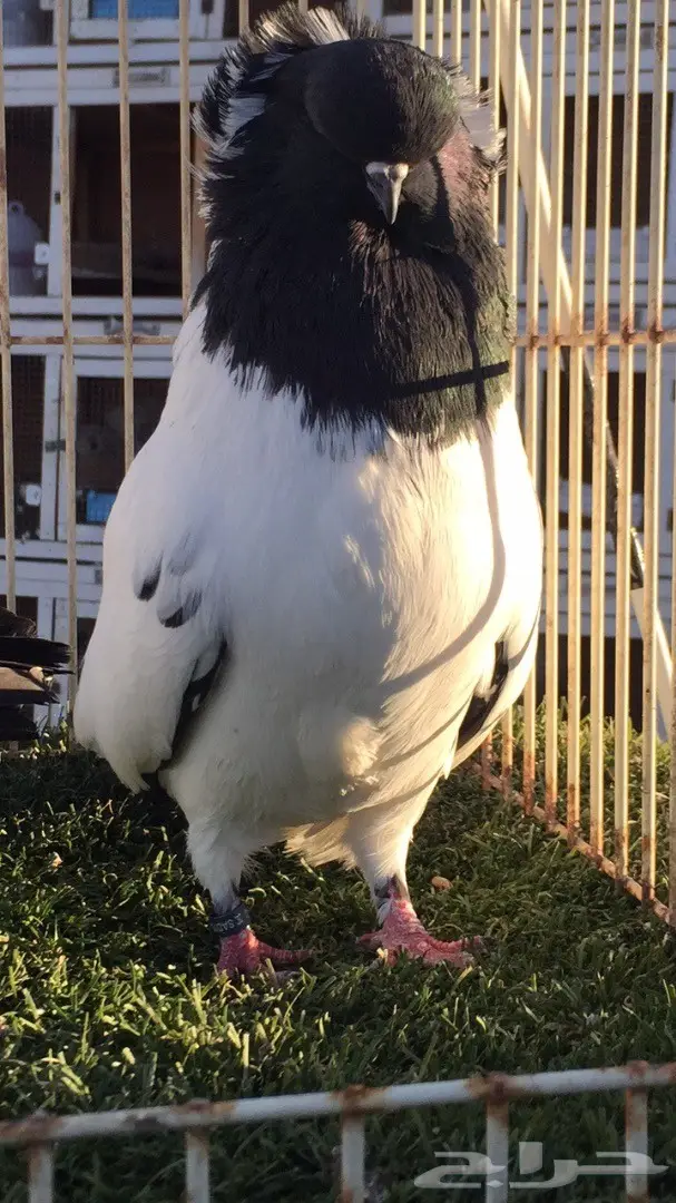 ((جوز سوداني((امريكي )) (image 12)