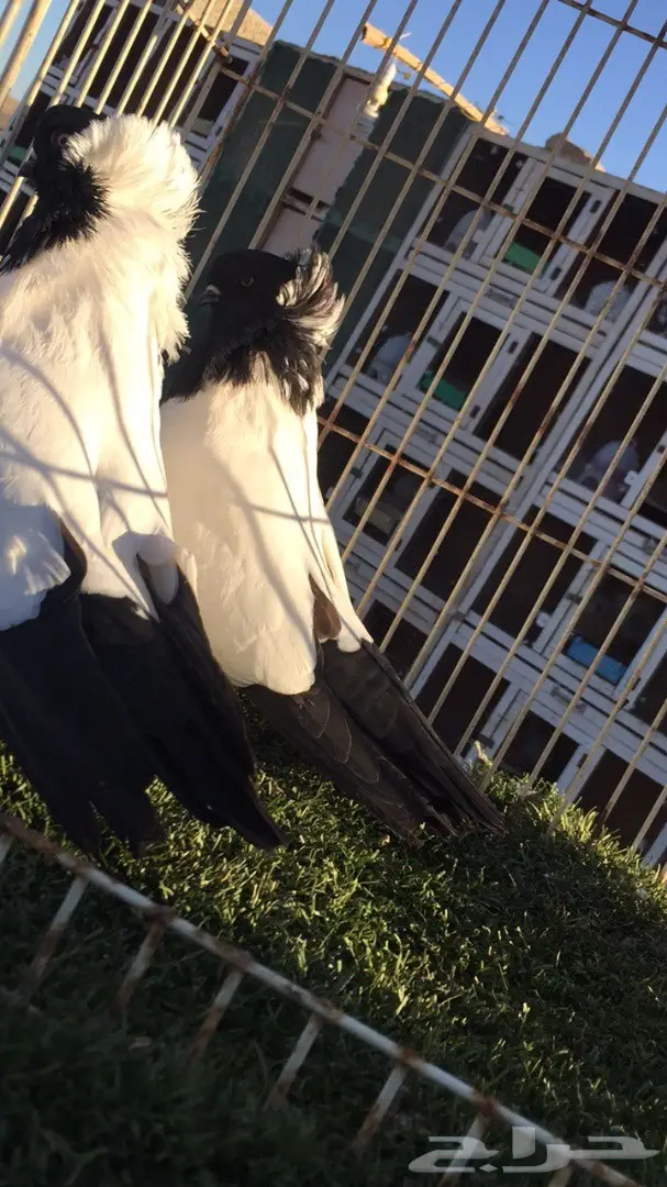 ((جوز سوداني((امريكي )) (image 13)