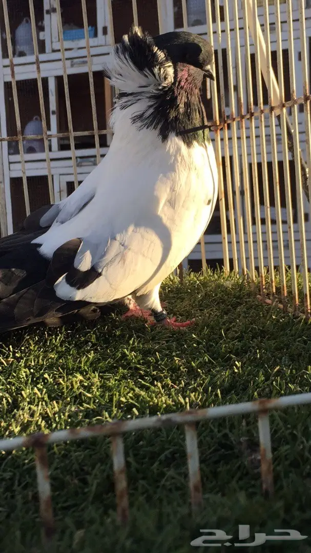 ((جوز سوداني((امريكي )) (image 14)