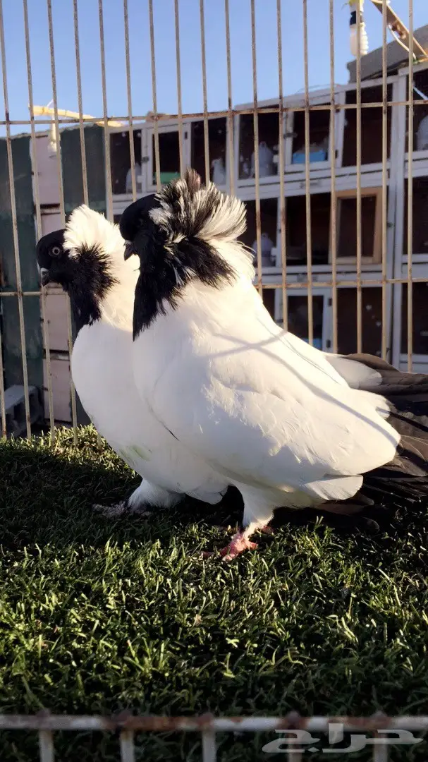 ((جوز سوداني((امريكي )) (image 16)