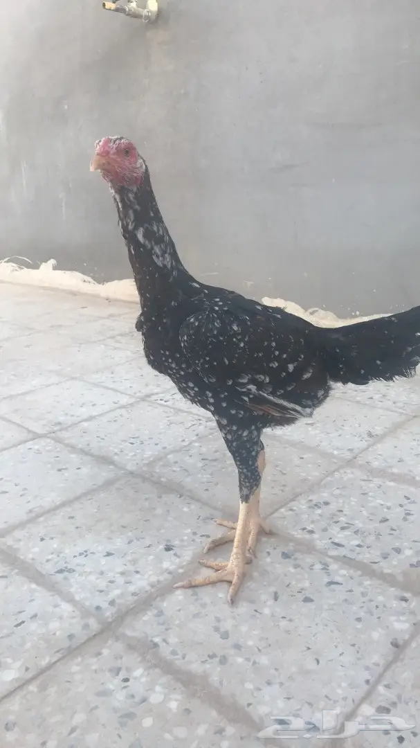 دجاجه باكستانيه فوليا 