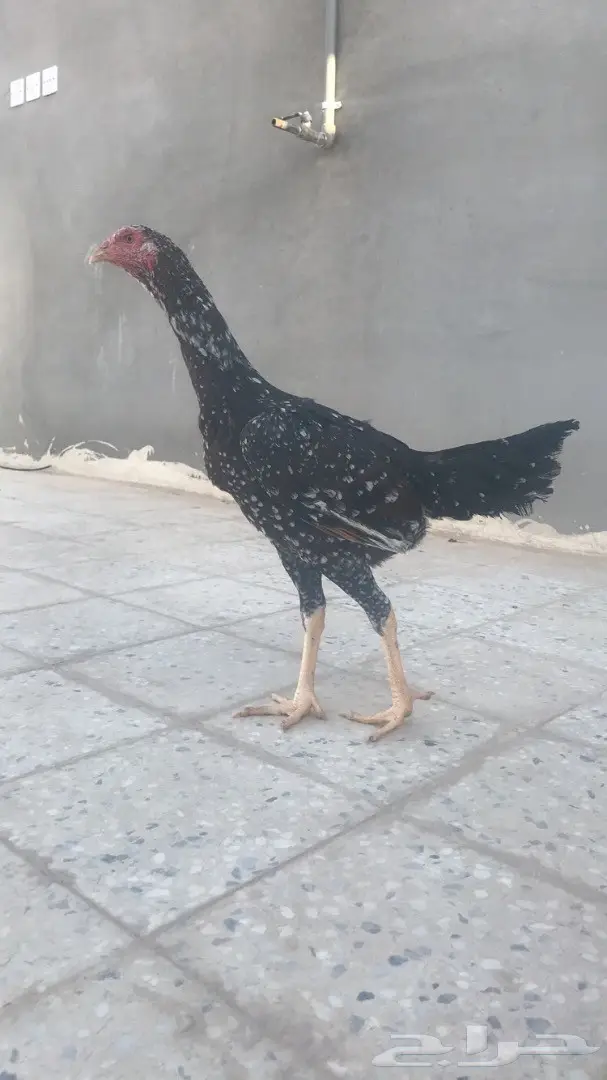 دجاجه باكستانيه فوليا  (image 1)