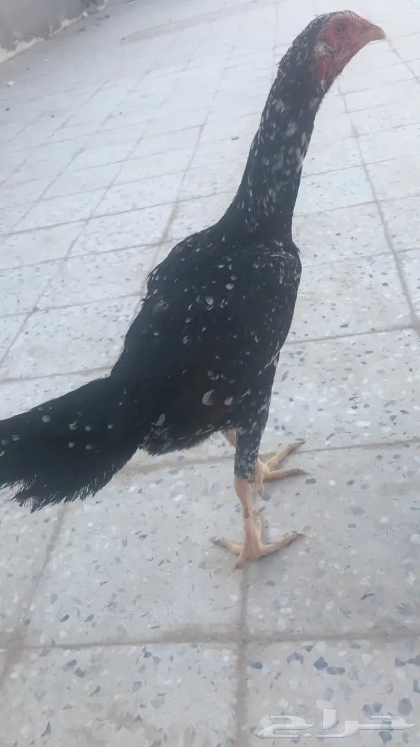 دجاجه باكستانيه فوليا  (image 2)