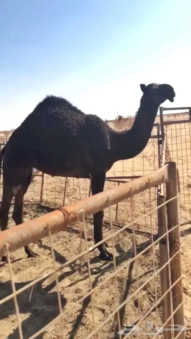 بكره مجهم مزيونه على بعير الامير سلطان 