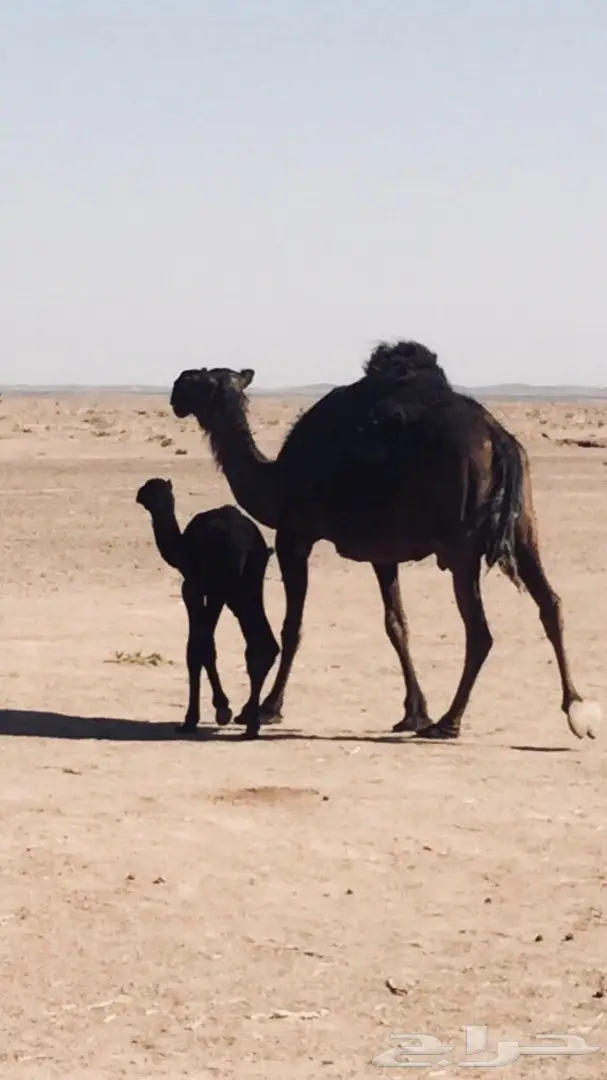 خلفة مجهم مزيونه للبيع