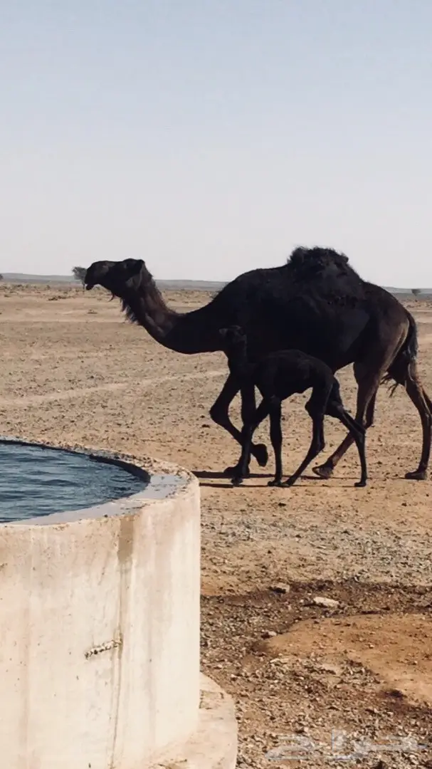 خلفة مجهم مزيونه للبيع (image 1)