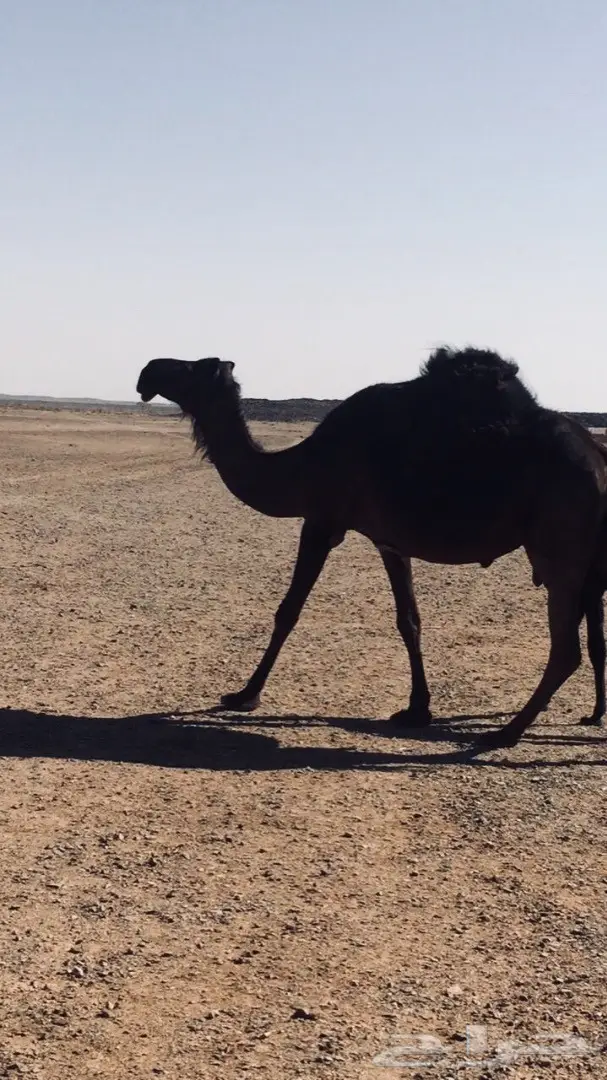 خلفة مجهم مزيونه للبيع (image 2)