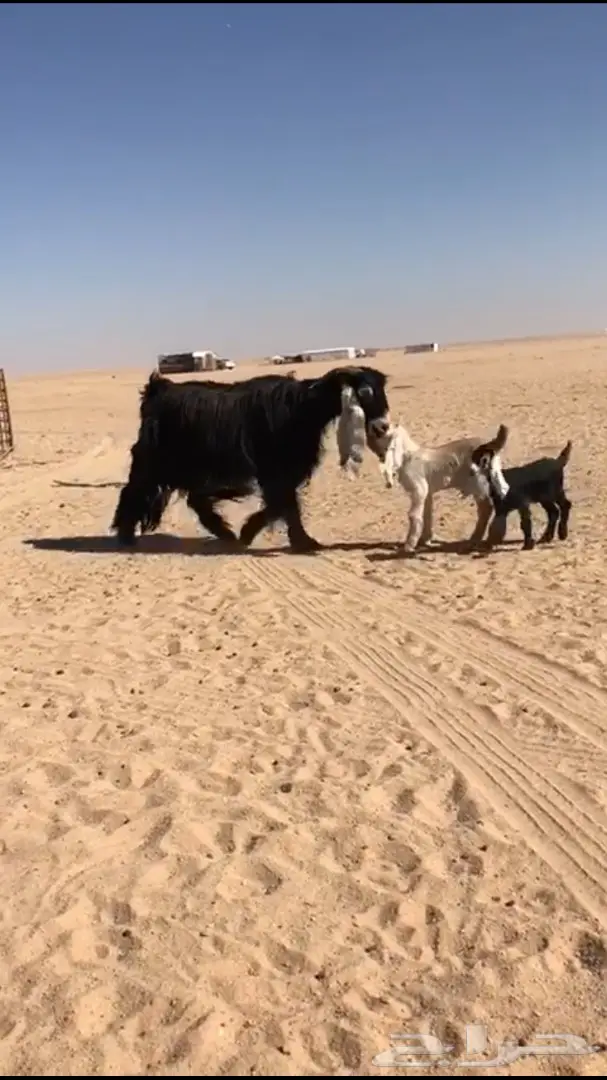 للبيع معزا عوارض متابيع  (image 1)