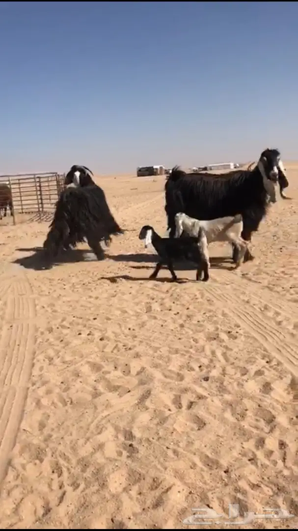 للبيع معزا عوارض متابيع  (image 2)