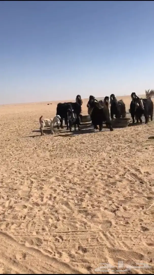 للبيع معزا عوارض متابيع  (image 3)