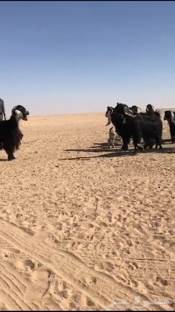 للبيع معزا عوارض متابيع  (image 4)