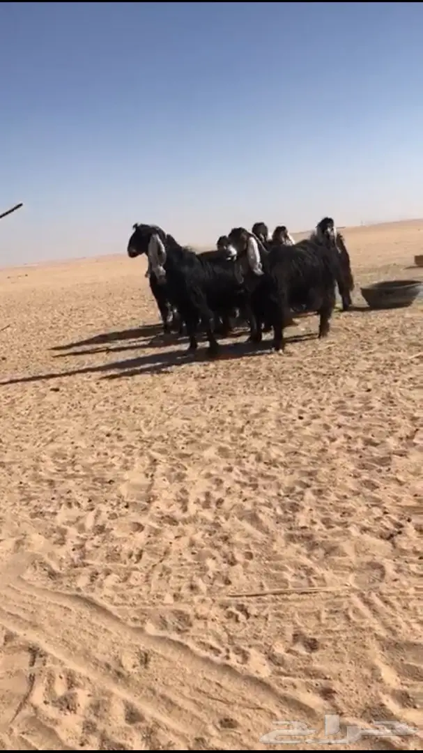 للبيع معزا عوارض متابيع  (image 5)