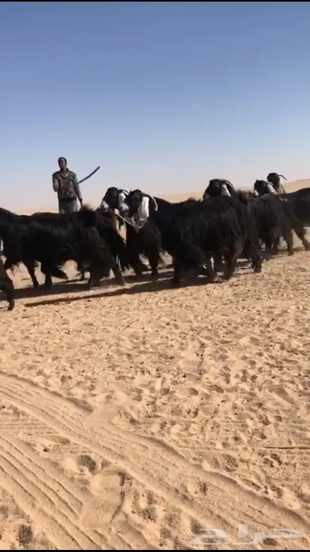 للبيع معزا عوارض متابيع  (image 6)