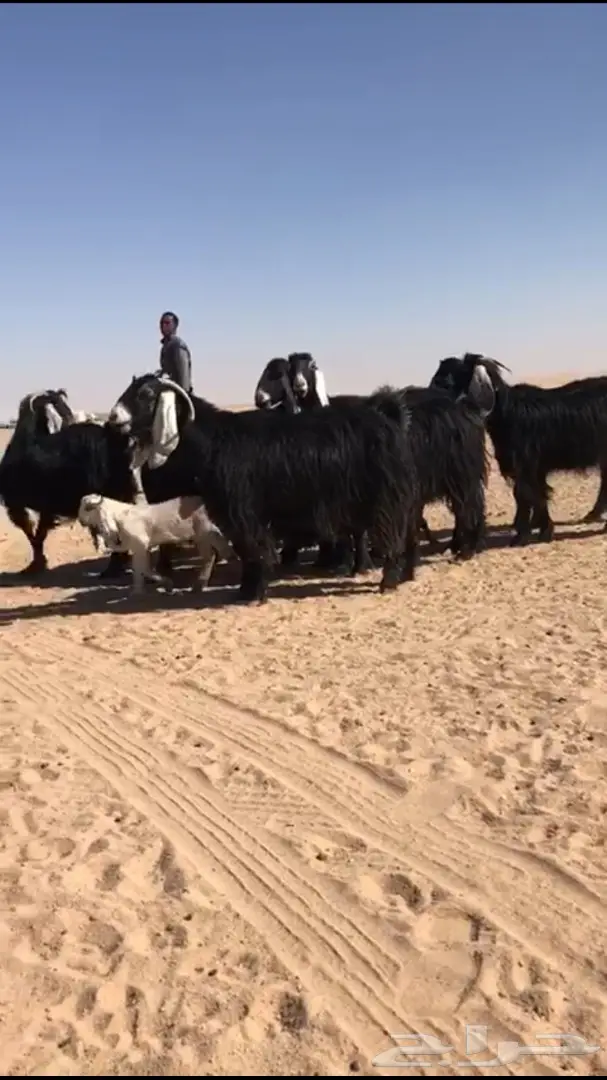 للبيع معزا عوارض متابيع  (image 7)