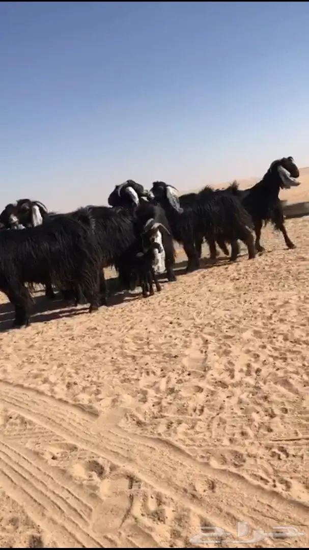 للبيع معزا عوارض متابيع  (image 8)