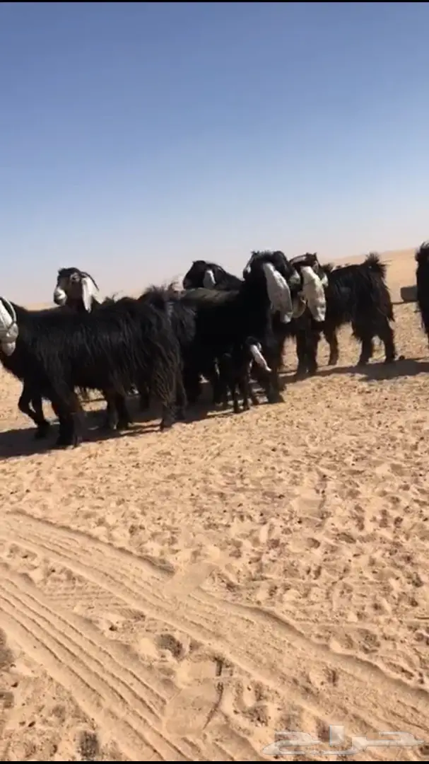 للبيع معزا عوارض متابيع  (image 9)