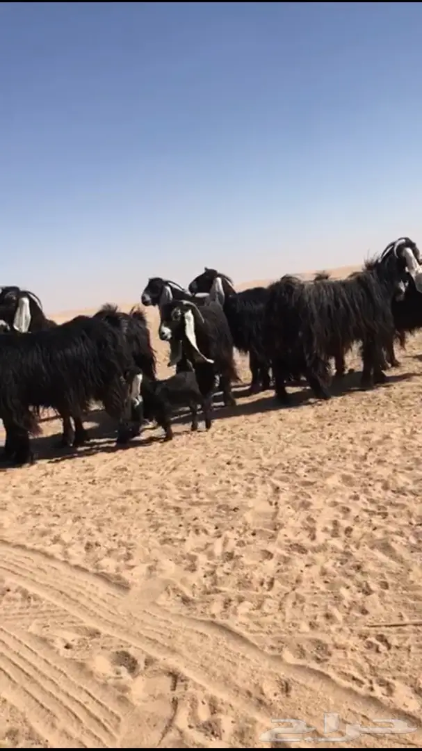 للبيع معزا عوارض متابيع  (image 10)