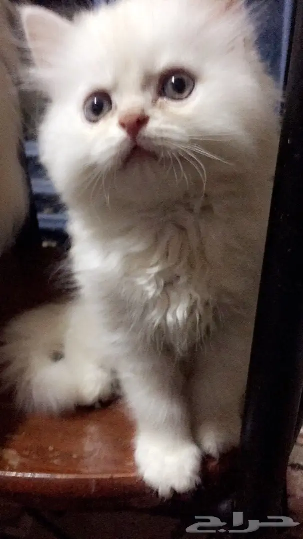 قطط صغيره  (image 1)