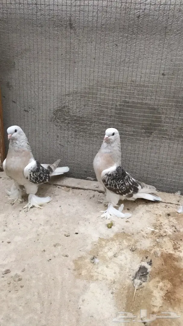 طبه منقا  (image 1)