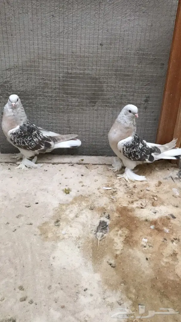 طبه منقا  (image 2)