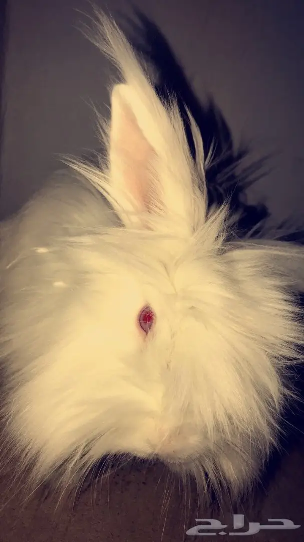 ارنب انقورا  (image 1)