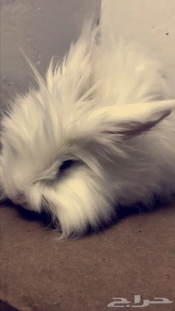 ارنب انقورا  (image 2)