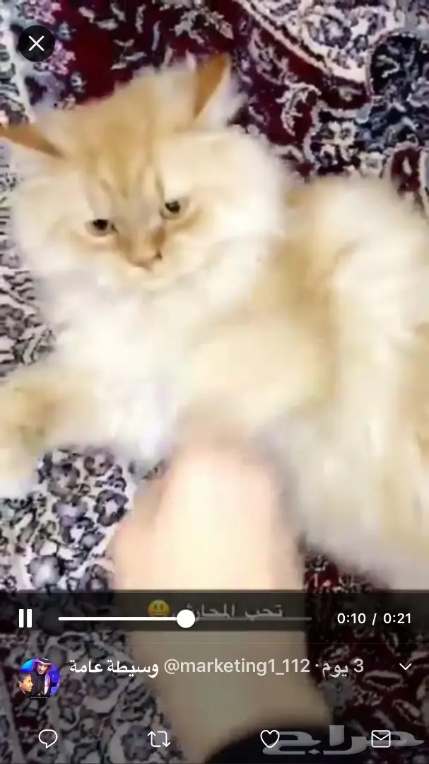 قطة لعوبة (image 1)