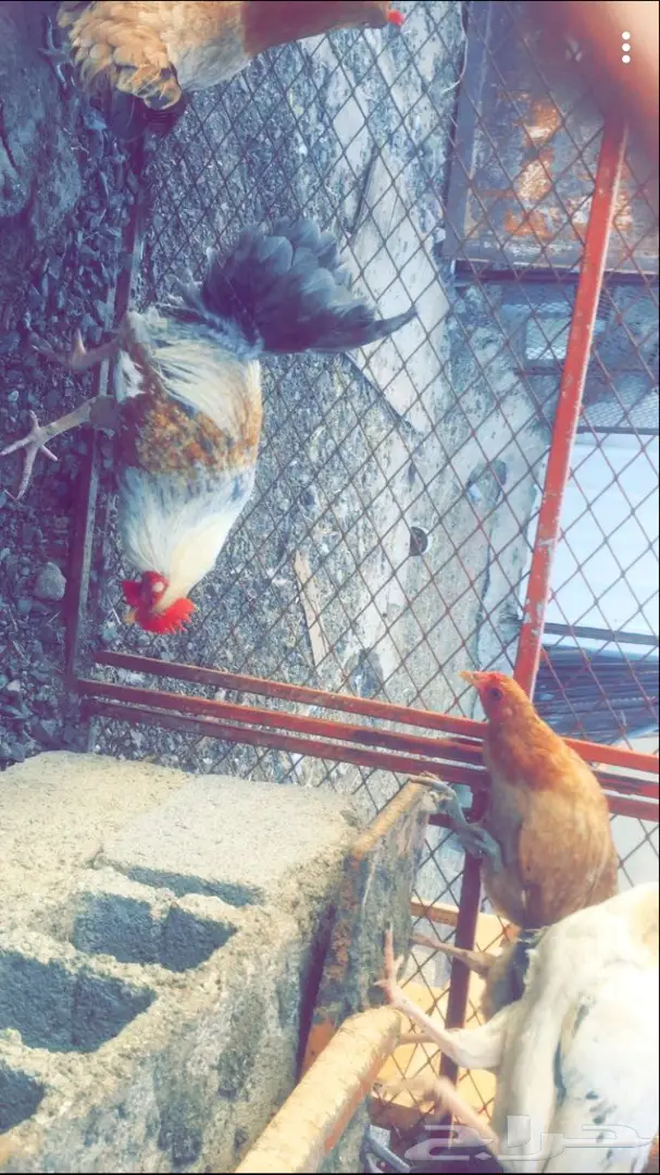 دجاج بلدي  (image 2)