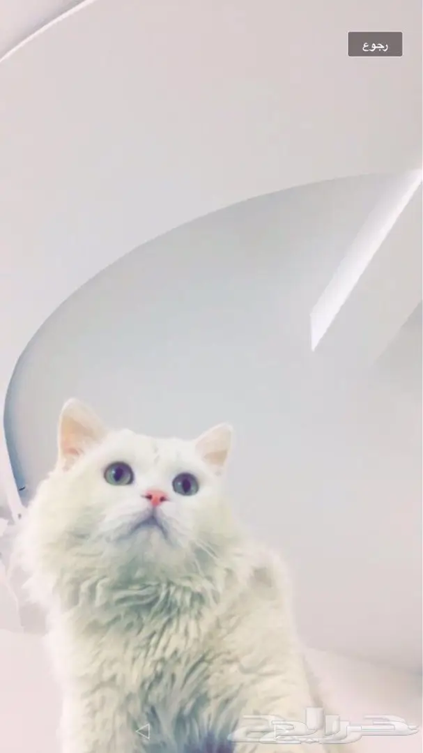 قط شيرازي بيور للبيع (image 1)