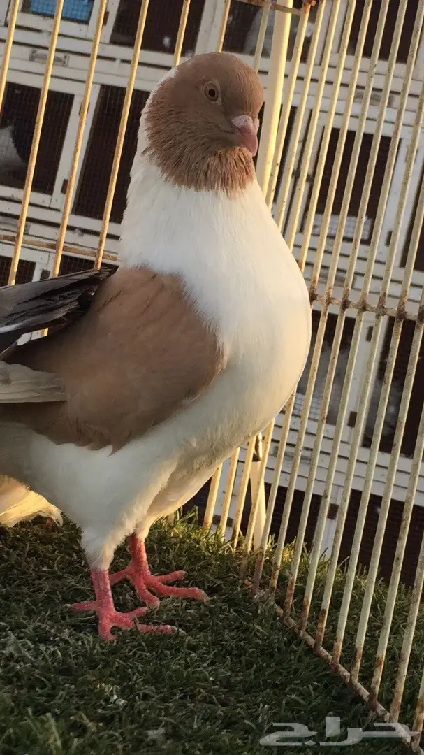 ((جوز كنق(( ارجنت وبطريقي اصفر))