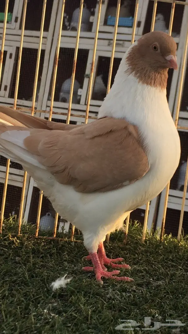 ((جوز كنق(( ارجنت وبطريقي اصفر)) (image 1)