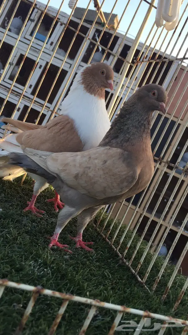 ((جوز كنق(( ارجنت وبطريقي اصفر)) (image 2)