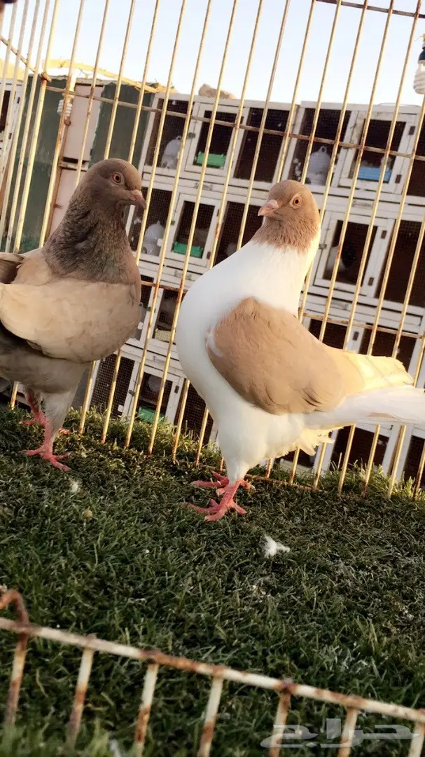 ((جوز كنق(( ارجنت وبطريقي اصفر)) (image 3)