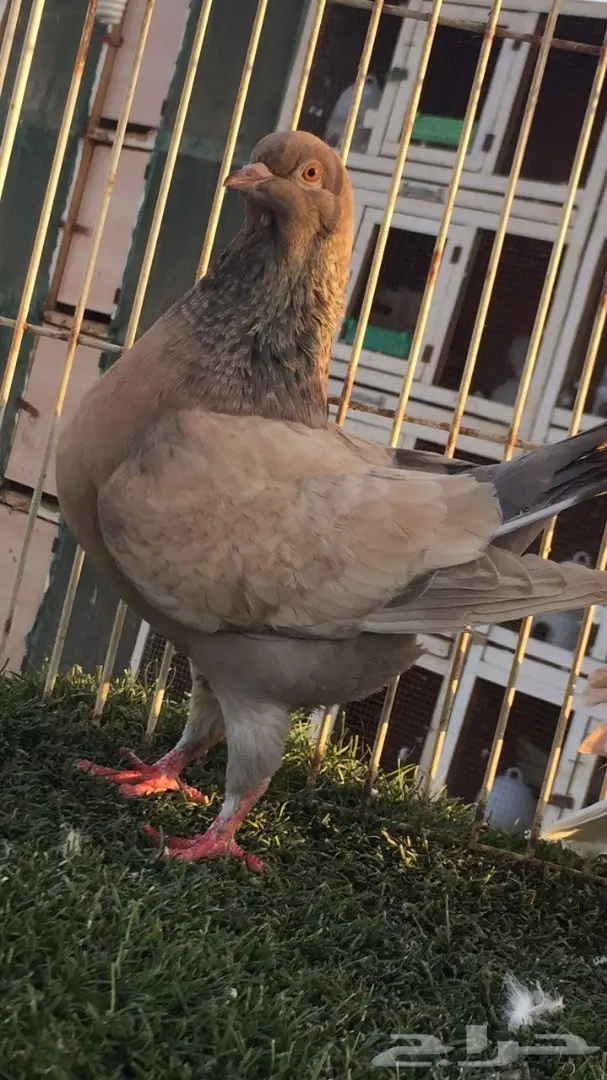 ((جوز كنق(( ارجنت وبطريقي اصفر)) (image 4)