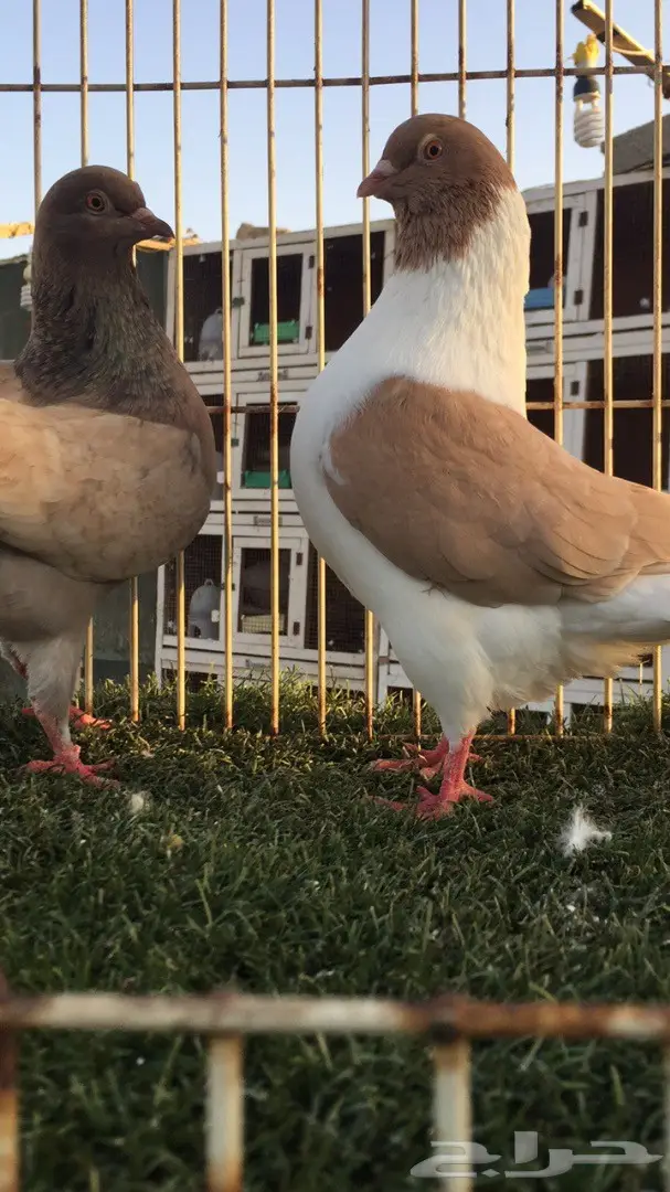 ((جوز كنق(( ارجنت وبطريقي اصفر)) (image 5)