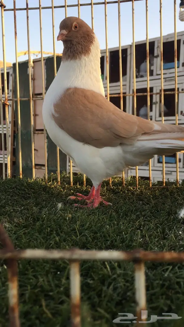 ((جوز كنق(( ارجنت وبطريقي اصفر)) (image 6)