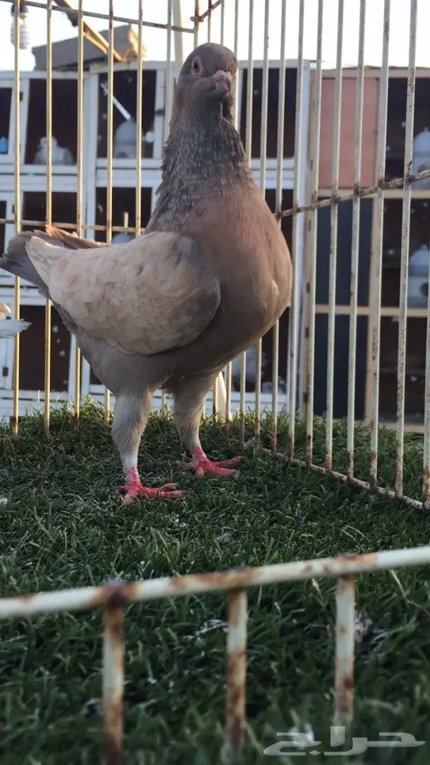 ((جوز كنق(( ارجنت وبطريقي اصفر)) (image 7)