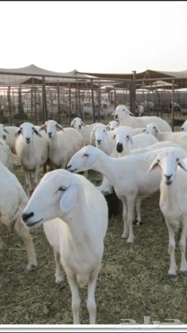 غنم للبيع او البدل