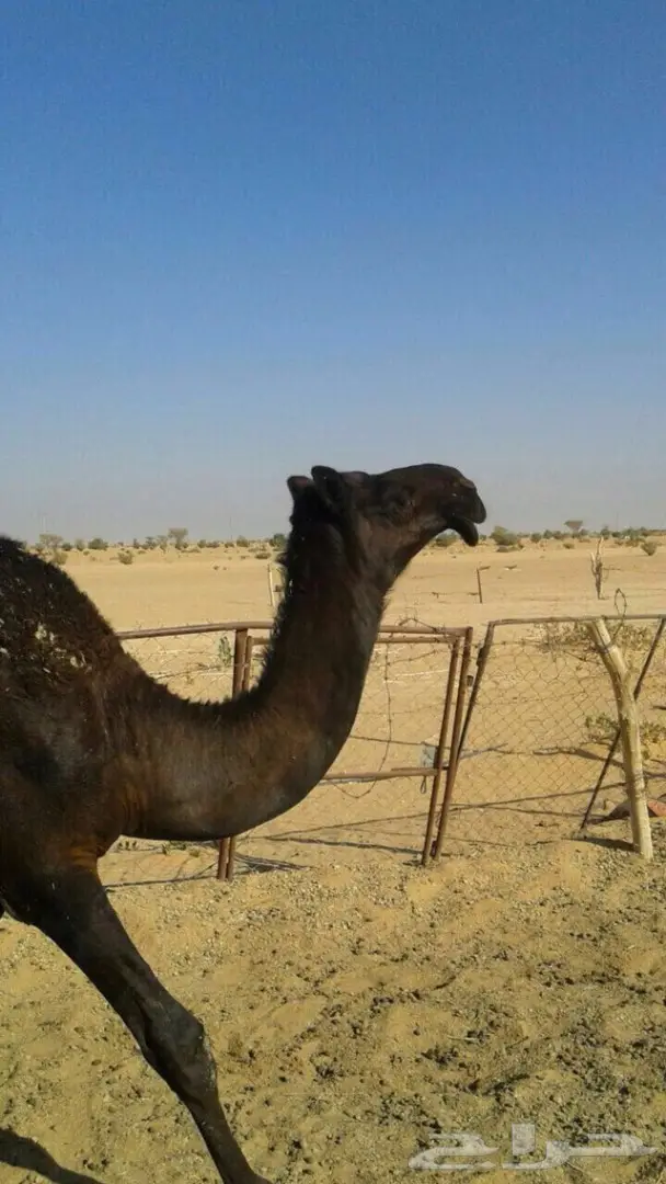 بعير منتج كفوو رباع 