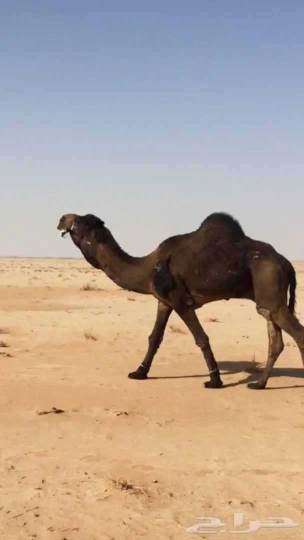 بعير منتج كفوو رباع  (image 1)