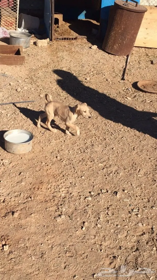 سلق للبيع  (image 1)