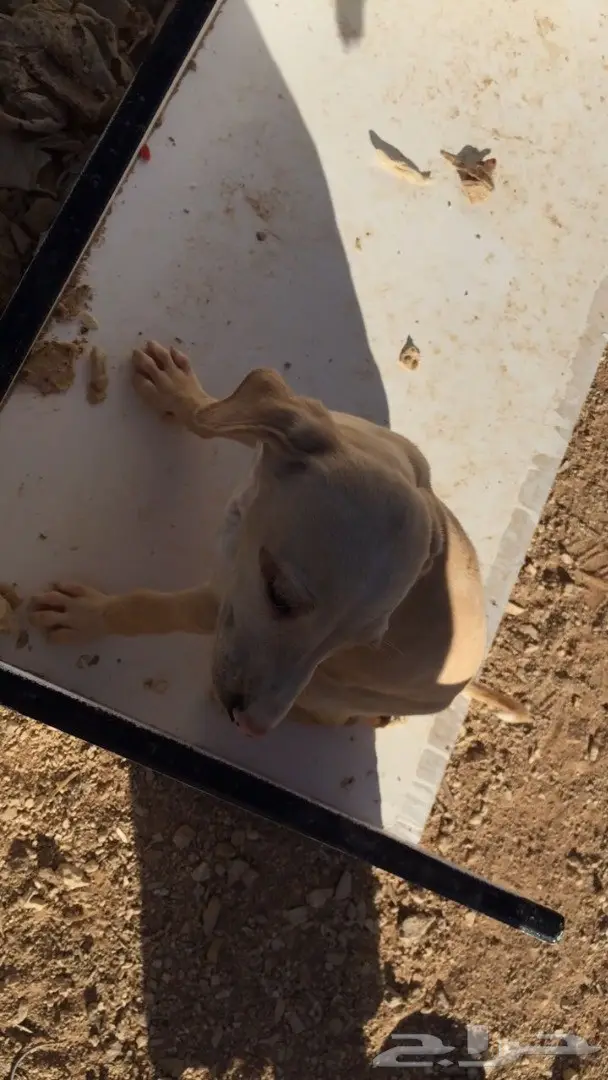 سلق للبيع  (image 2)