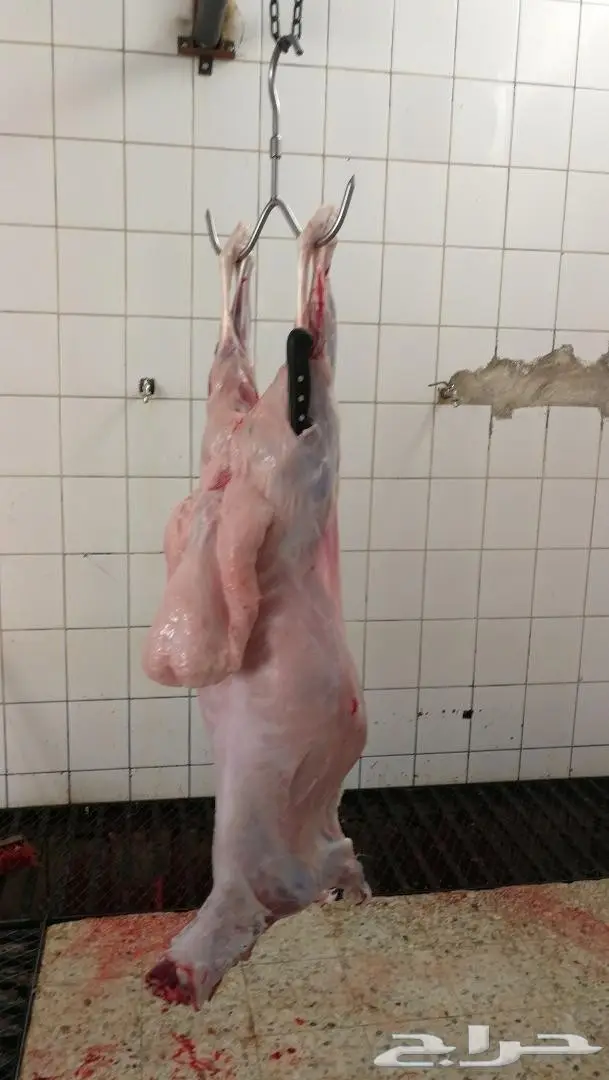 ذبايح حريه من البر مع التوصيل 