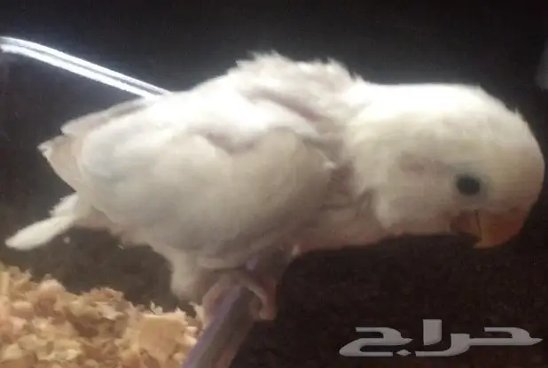 روز بلد مشروع هدد (image 1)