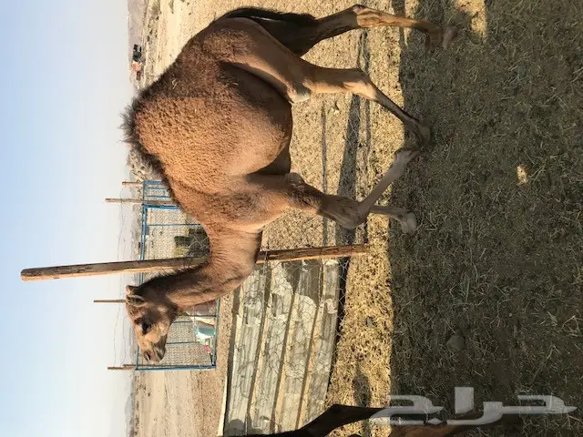 قعود للبيع  (image 1)