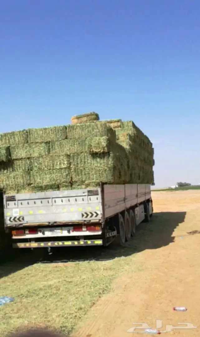 برسيم الجوف شد 80الى 85 واشكل اللون اخضر صيفي (image 4)