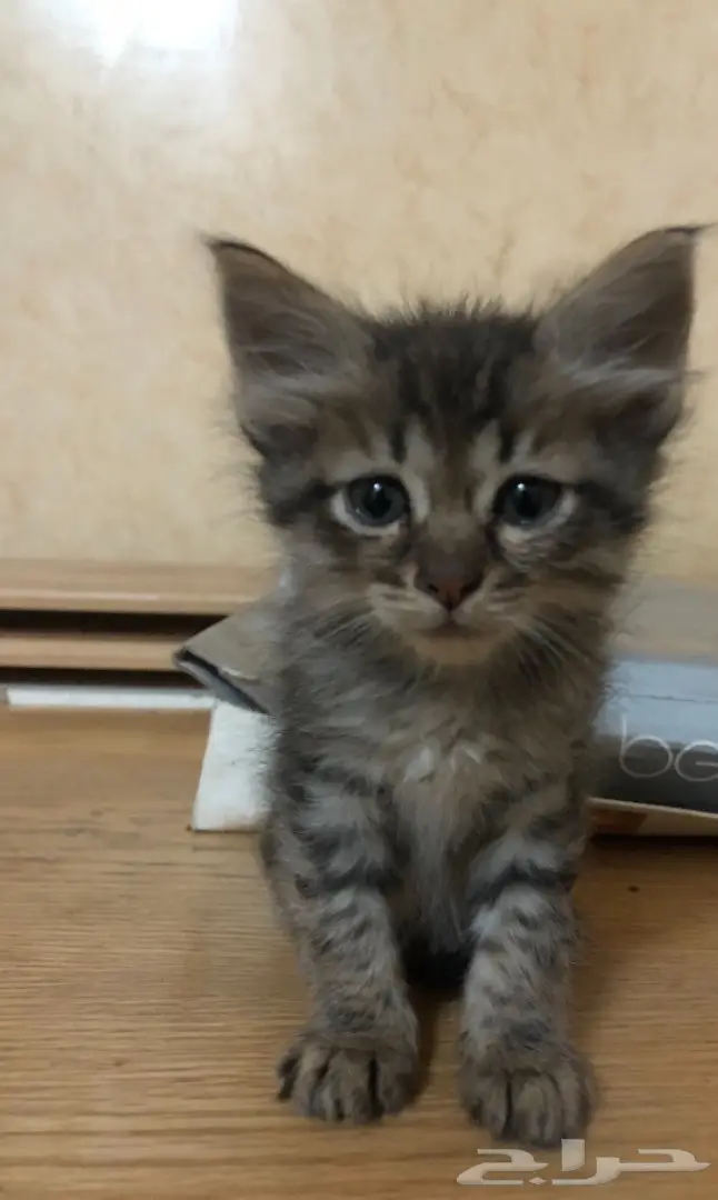 قطط للتبني (image 2)