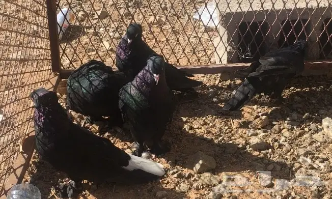 طيور سود لمعات تركية - فرصة لا تُفوّت! (image 1)