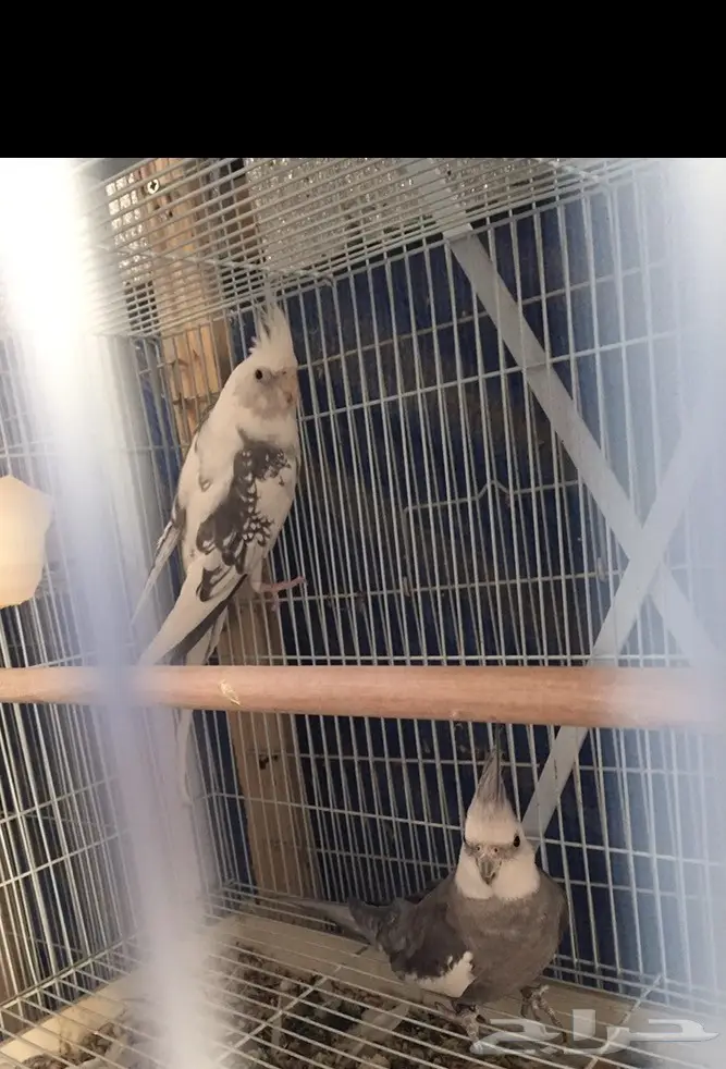 كروان هولندي للبيع (image 1)